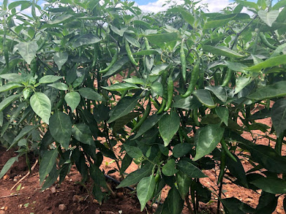 MILWAUKEE MAEBELA FARMING